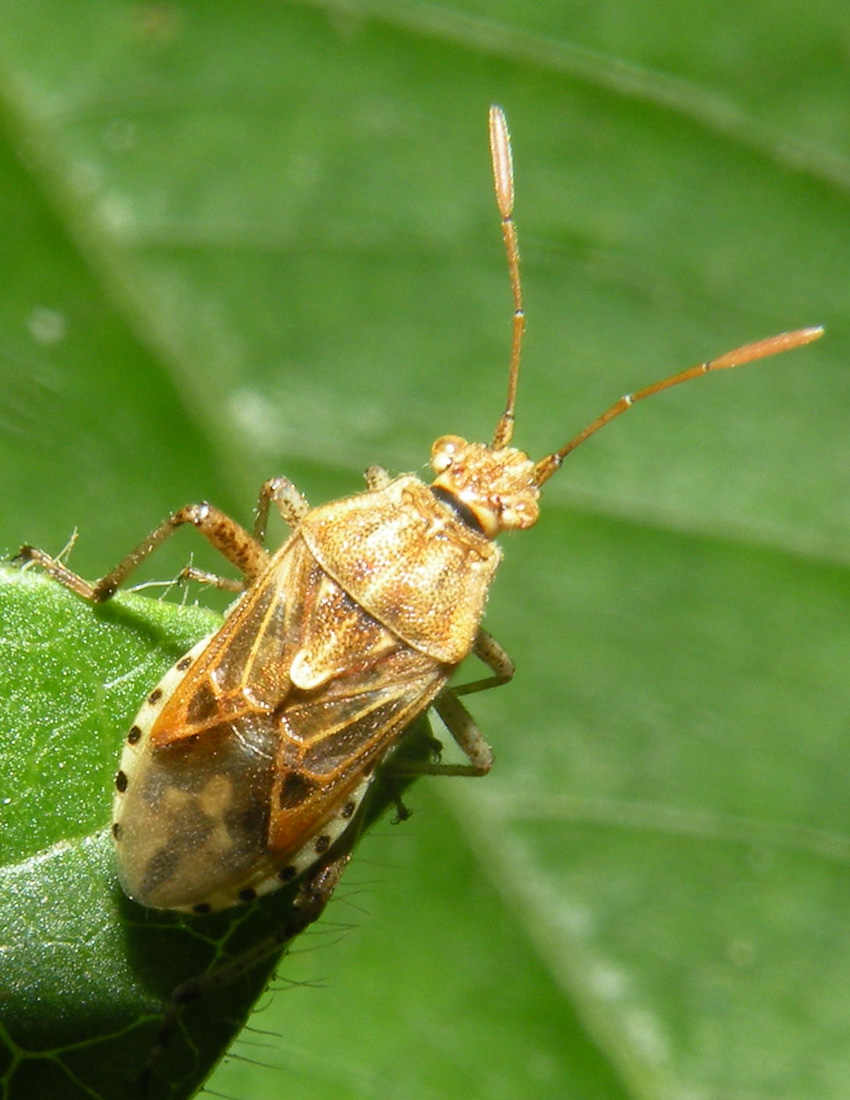 Rhopalidae: Stictopleurus cf abutilon dell''Emilia (RE)